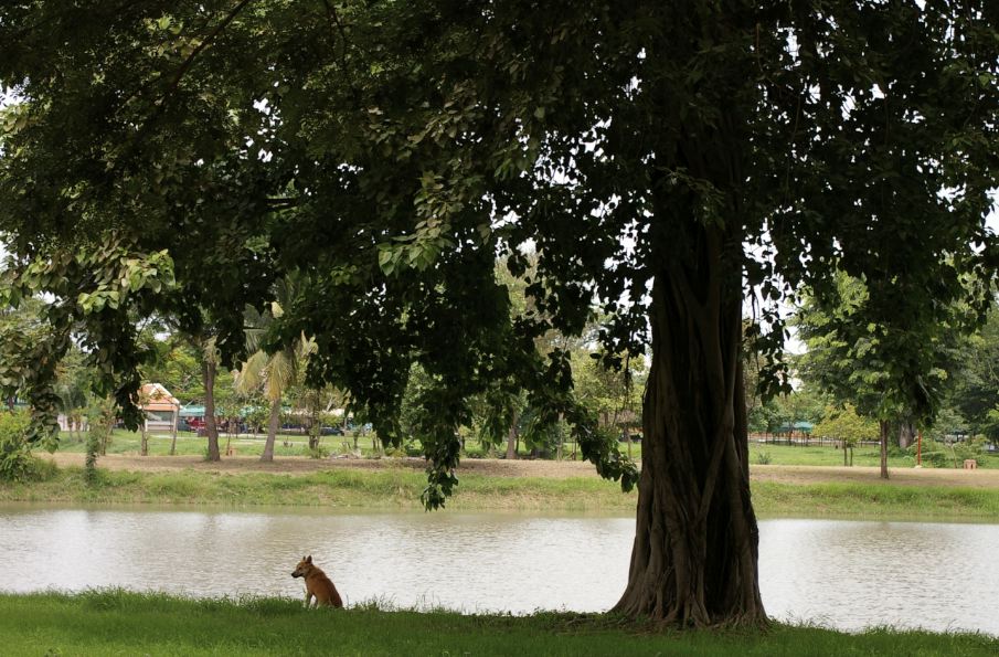 Ayuttheya 2_e0100152_0522341.jpg