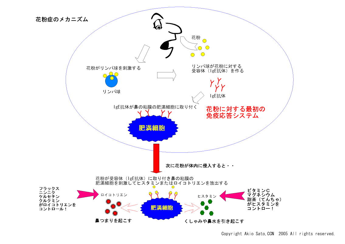 花粉症の季節を乗り切るためのちょっとイイ話_d0070361_08142.jpg