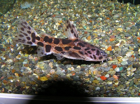 人気種ばかり リミックス名東店熱帯魚 人気種ばかり リミックス名東店熱帯魚