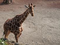 多摩動物園_d0005380_14331268.jpg