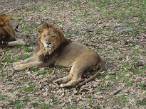 多摩動物園_d0005380_14333040.jpg