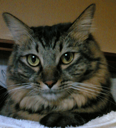 c0088584_14343584.gif
