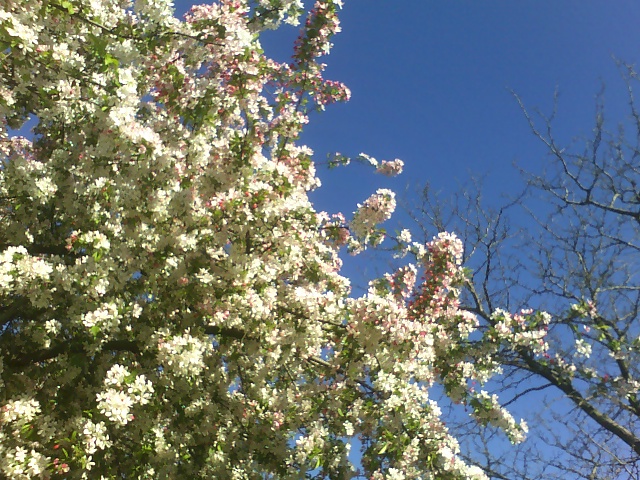 c0103793_556333.jpg