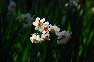 神奈川県二宮吾妻山公園_c0088418_18475677.jpg