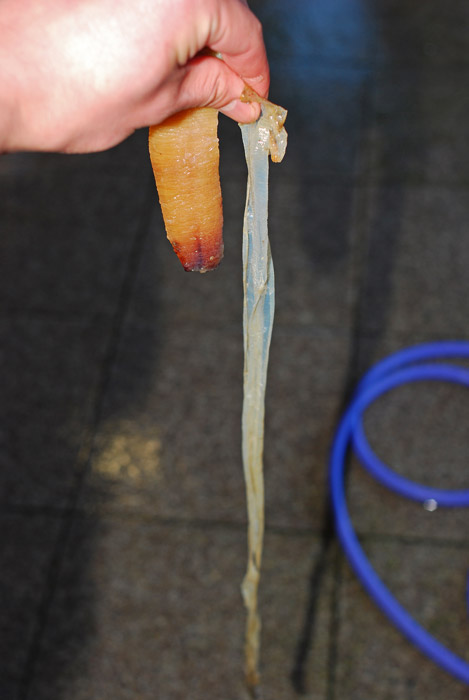 ミル貝の捌き方.........貝殻を器に使いましょう！_d0069838_12152846.jpg
