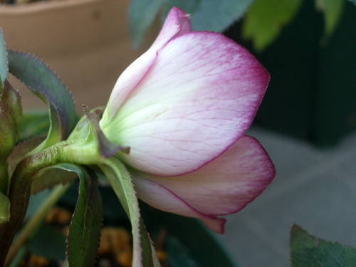 c0025140_10477.jpg