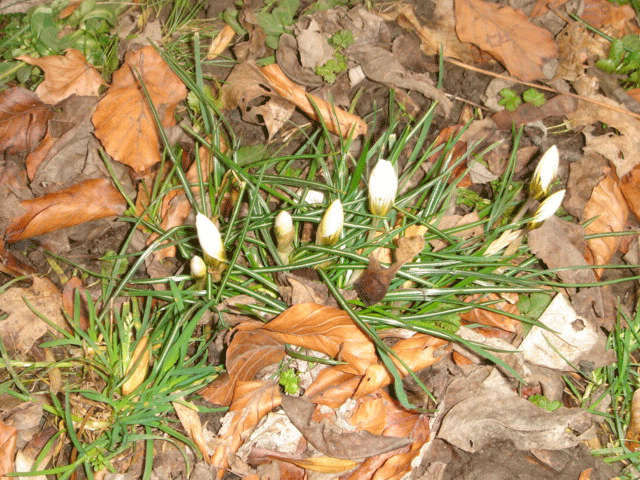 f0077150_20153710.gif