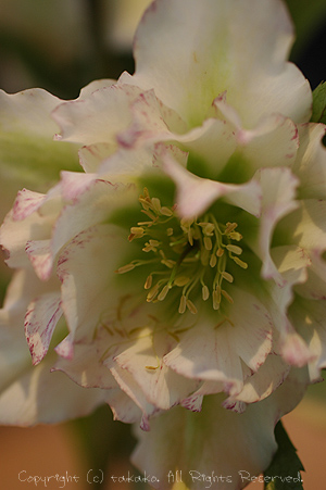 c0070460_002616.jpg