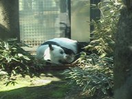 **上野動物園**_e0099674_10561162.jpg