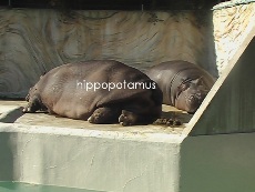 **上野動物園**_e0099674_1115022.jpg