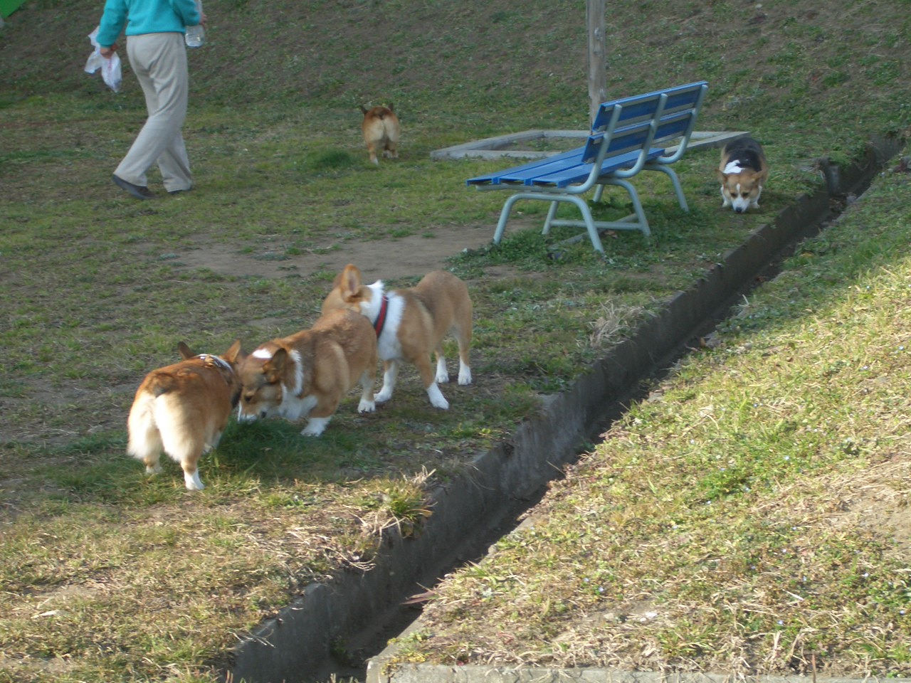今日は初めての「あおばプラザハウスドッグラン」_f0101201_21191213.jpg
