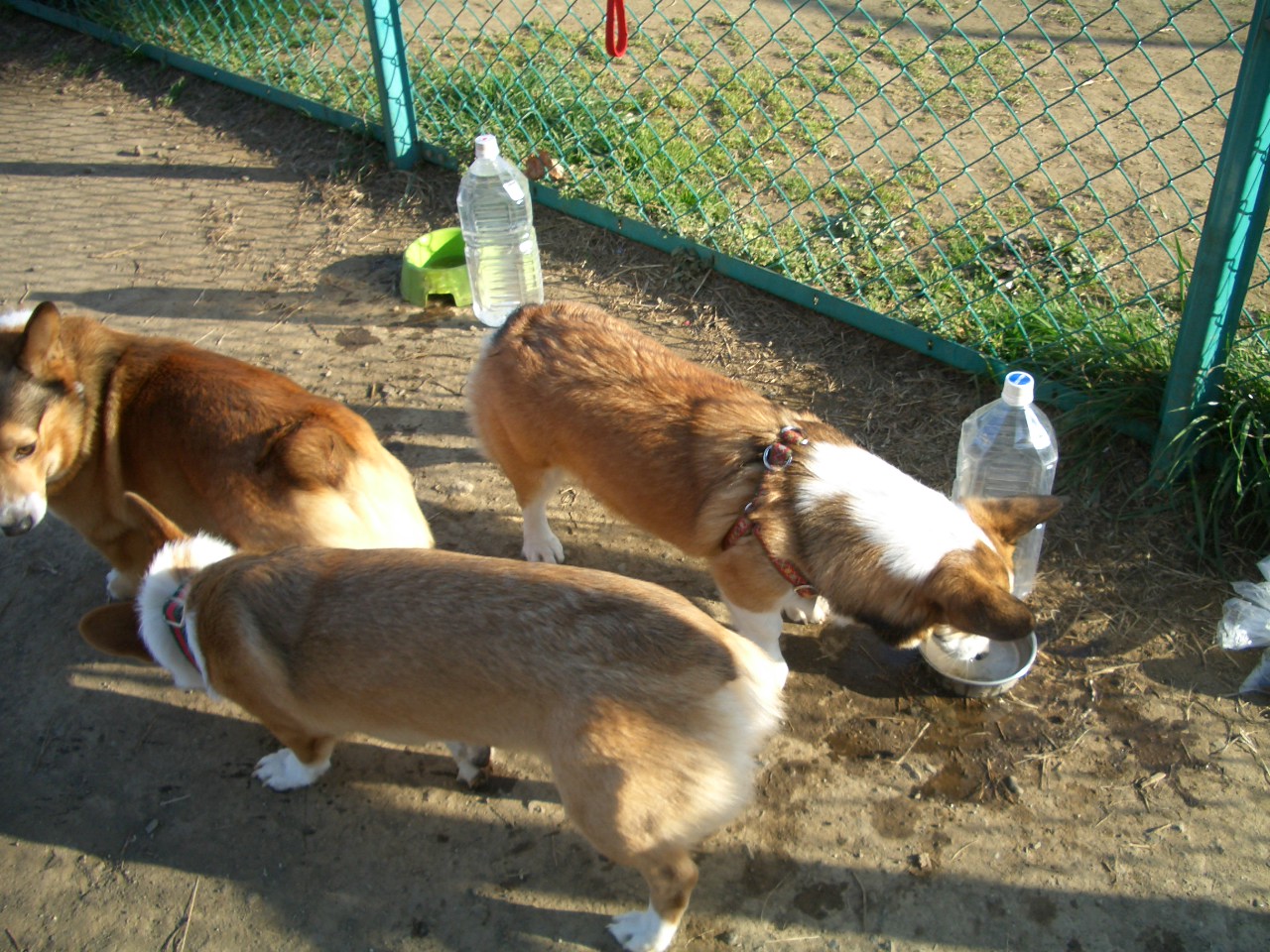 今日は初めての「あおばプラザハウスドッグラン」_f0101201_21222935.jpg