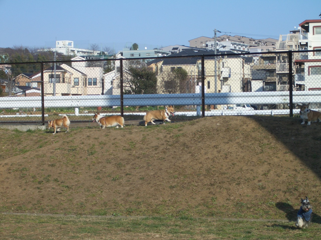 今日は初めての「あおばプラザハウスドッグラン」_f0101201_2122823.jpg