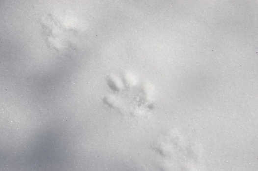 雪山見学出張　その②_f0034602_196112.jpg