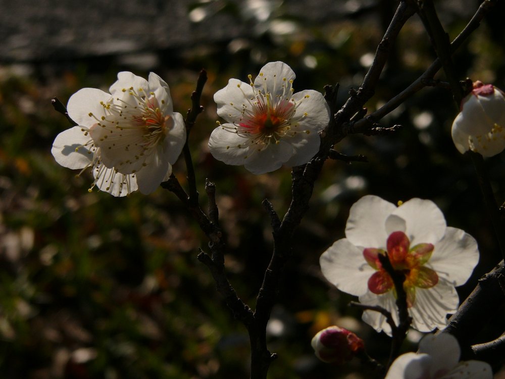 梅の花・１_c0062511_672173.jpg