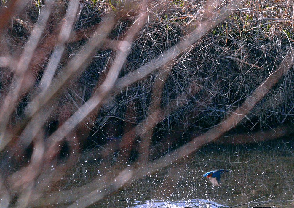 Kingfisher Ⅴ_c0103323_2259024.jpg