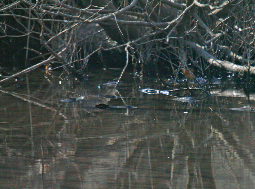 Kingfisher Ⅴ_c0103323_23115958.jpg