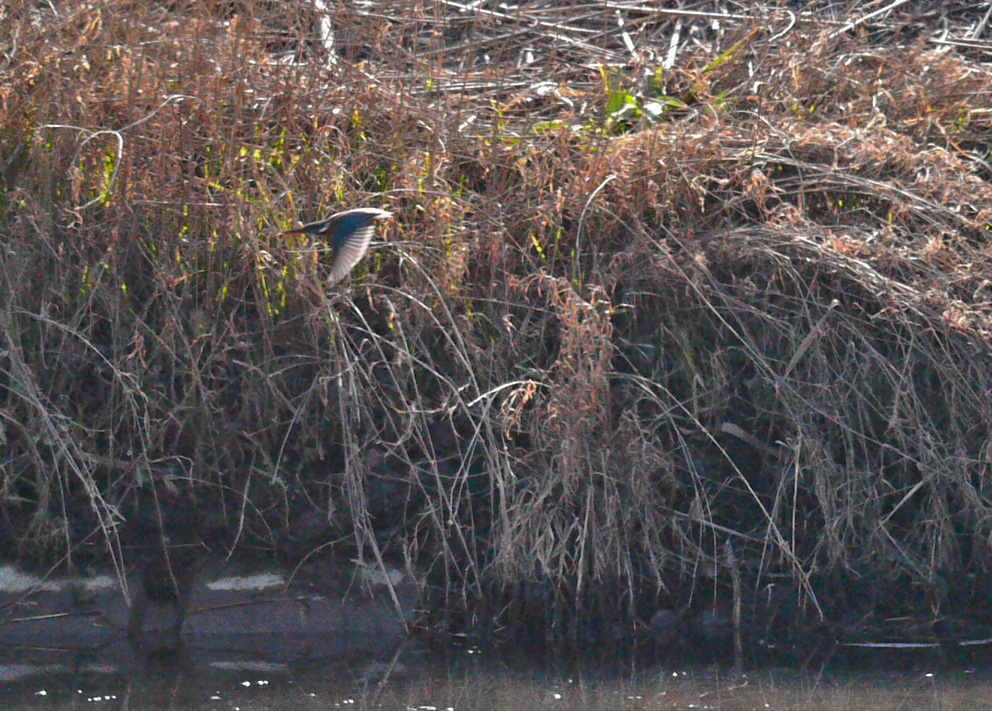 Kingfisher Ⅴ_c0103323_2395684.jpg