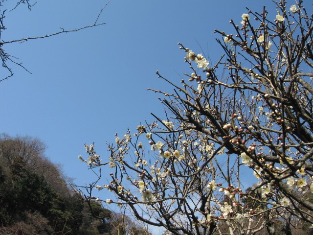 【長谷の光則寺】_b0009849_18115821.jpg