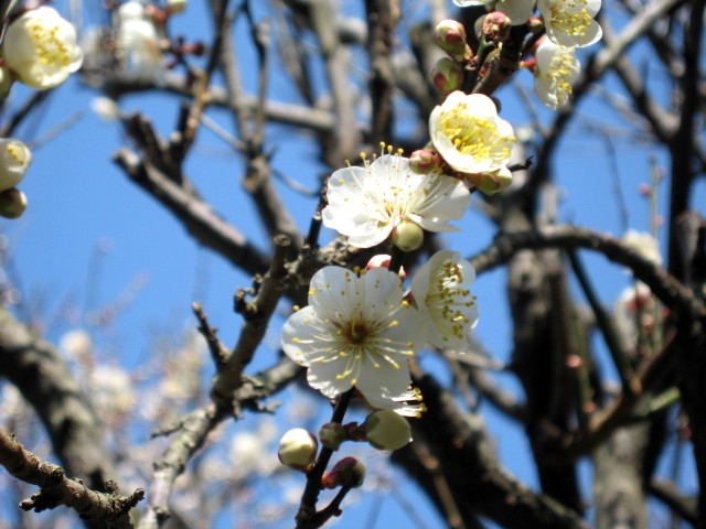 【長谷の光則寺】_b0009849_18122954.jpg
