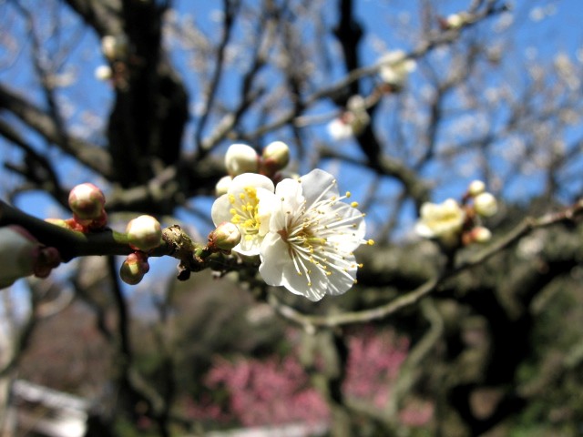 【長谷の光則寺】_b0009849_18124331.jpg