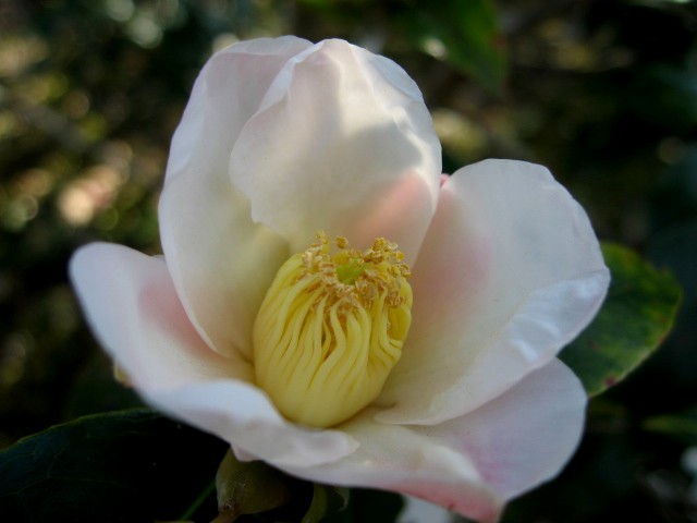 【長谷の光則寺】_b0009849_18175719.jpg
