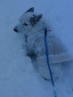 かんた雪まみれ_e0076995_7411687.jpg