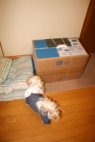 c0011204_22435232.jpg
