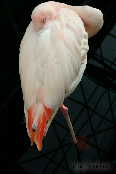 掛川花鳥園　最終章♪_c0037519_622453.jpg