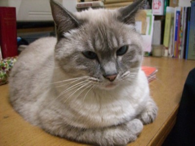 考察する猫_c0006826_7485.jpg