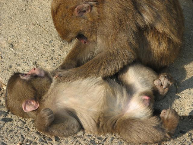 日本一おとなしい野生猿（さるです・・・②）_f0099535_8521652.jpg