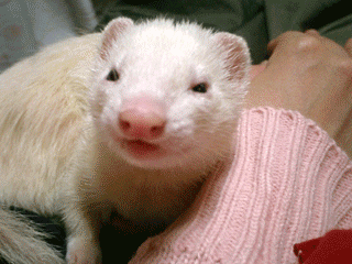 a0010836_11503281.gif