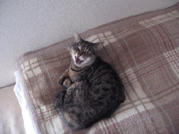e0113040_20113665.jpg