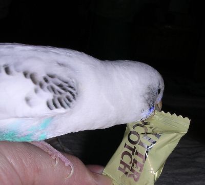 ゴミ収集インコ。_c0054148_10221322.jpg