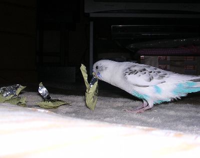 ゴミ収集インコ。_c0054148_1022266.jpg