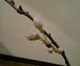 桃が・・_f0008555_16163660.jpg