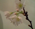 桃が・・_f0008555_16172278.jpg