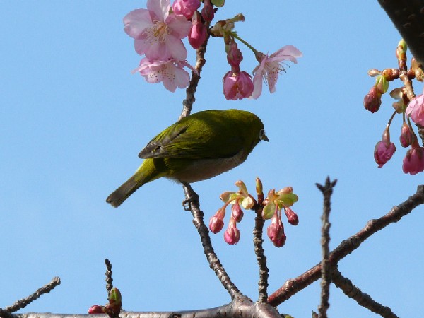 河津桜_e0086880_7544034.jpg