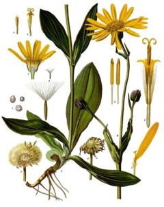 Arnica_c0073898_1715128.jpg