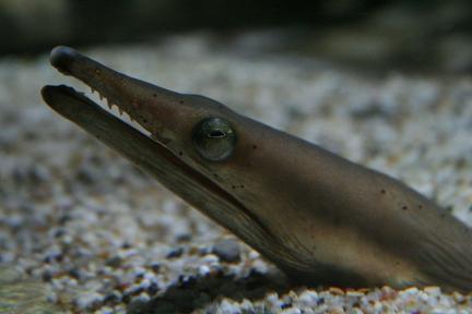 ウミヘビ 魚類編 ぐるにゃん ウミヘビ 魚類編 ぐるにゃん