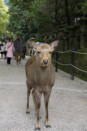 鹿と戯れる　　東大寺～春日大社_d0073418_923790.jpg