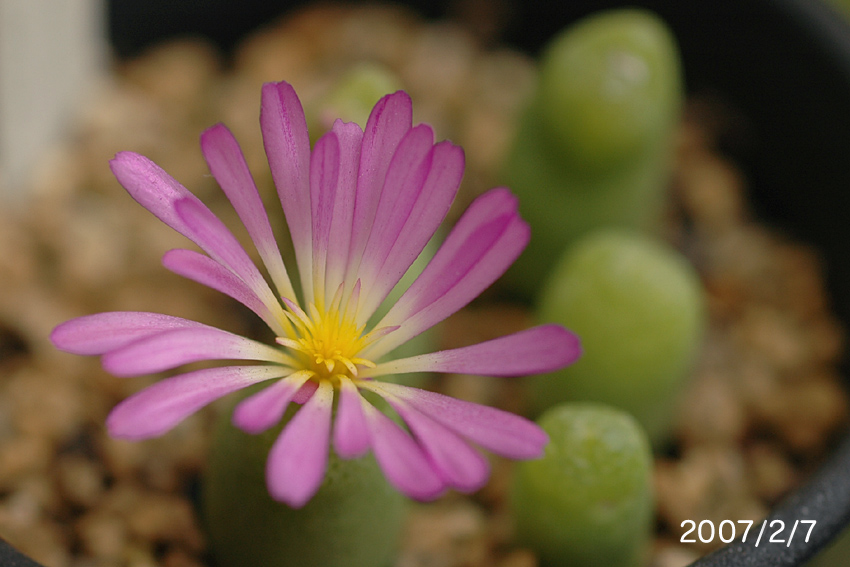 Conophytum khamiesbergense : conocono's コノフィツム モノグラフ
