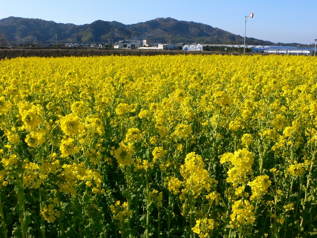 　目覚めるような 菜の花畑_d0092026_14303771.jpg