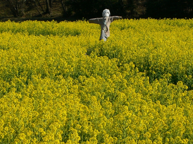 d0092026_14323572.jpg
