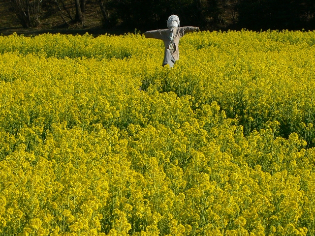 　目覚めるような 菜の花畑_d0092026_14323572.jpg