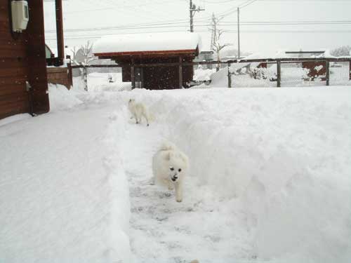 本日大雪だぁ～＼(◎o◎)／！_f0011526_15323638.jpg