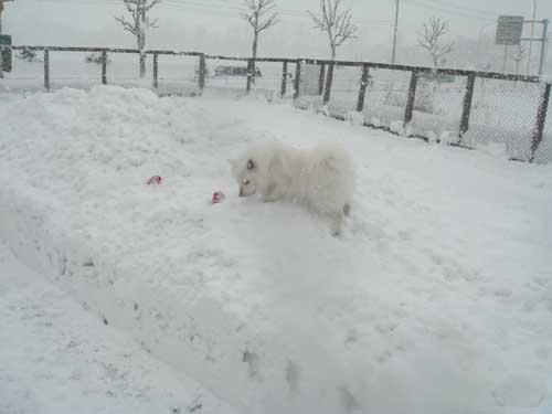 本日大雪だぁ～＼(◎o◎)／！_f0011526_15413377.jpg