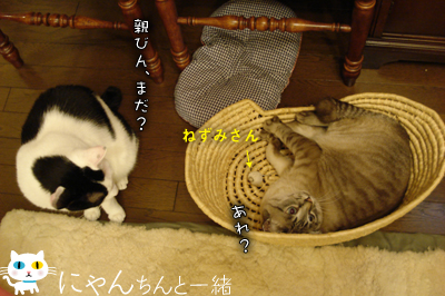 またたびネズミくん投入_e0031853_23363.jpg