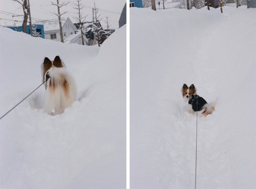 僕のイルカちゃん♪ ＆ 大雪_b0066154_1752449.jpg