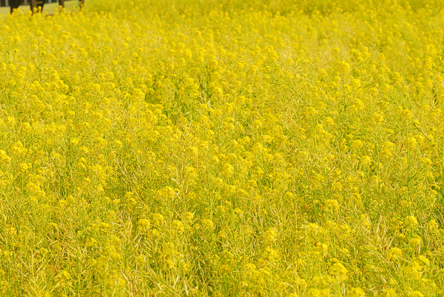 菜の花・・東京ドイツ村_d0032782_2334393.jpg